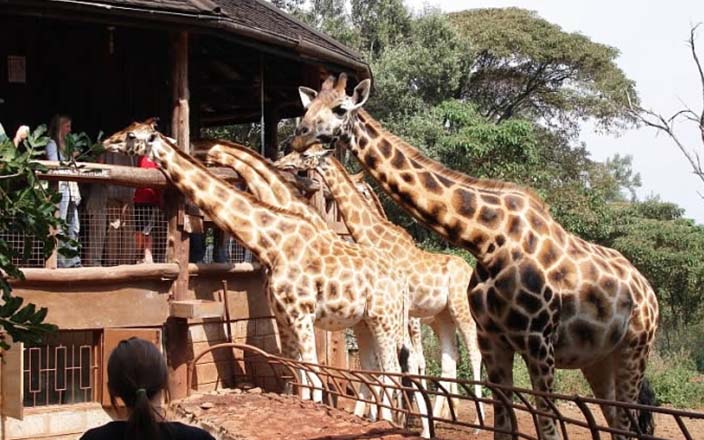 nairobi safaris - Sun Nature Tours and Safaris