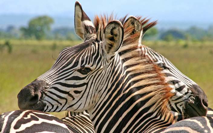 Lake Nakuru National Park