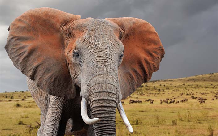 Mount Kenya National Park