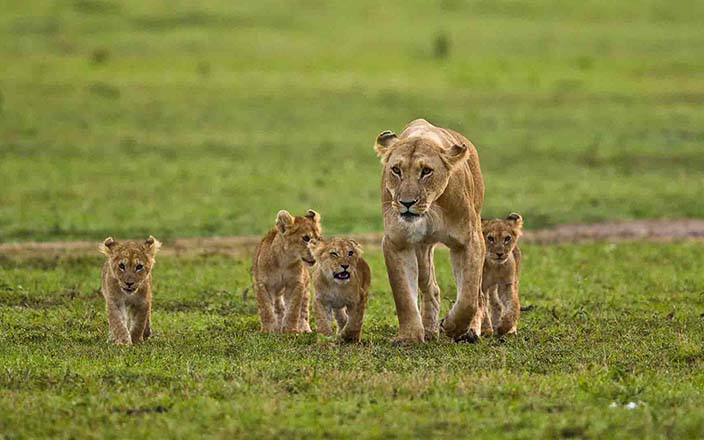 Mount Kenya National Park