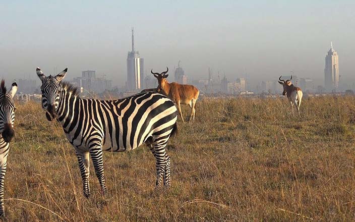 nairobi safaris - Sun Nature Tours and Safaris