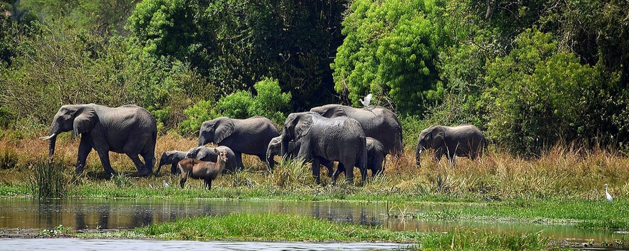 Fulfilling Safari Expectations